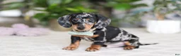 Miniature Dachshund dogs for sale: Kenzo - Ad 1