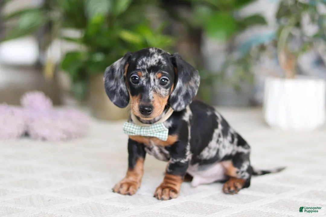 Miniature Dachshund dogs for sale: Kenzo - Ad 1