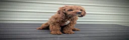 Cavapoo dogs for sale: Iceberg - Ad 12