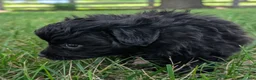 Pomapoo dogs for sale: Peppercorn - Ad 5