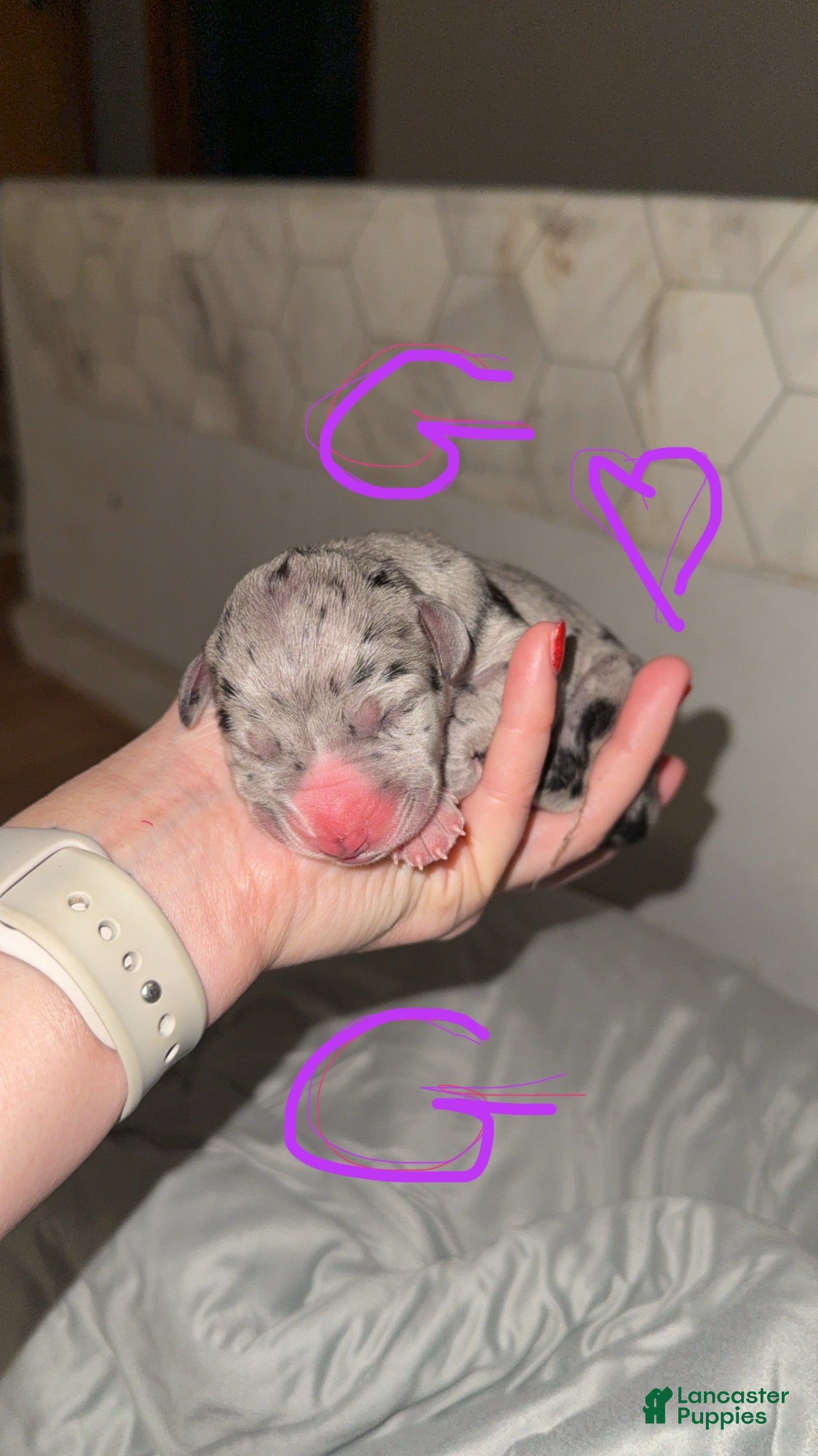 Great Dane dogs Great Dane Puppy 9 - Ad 38