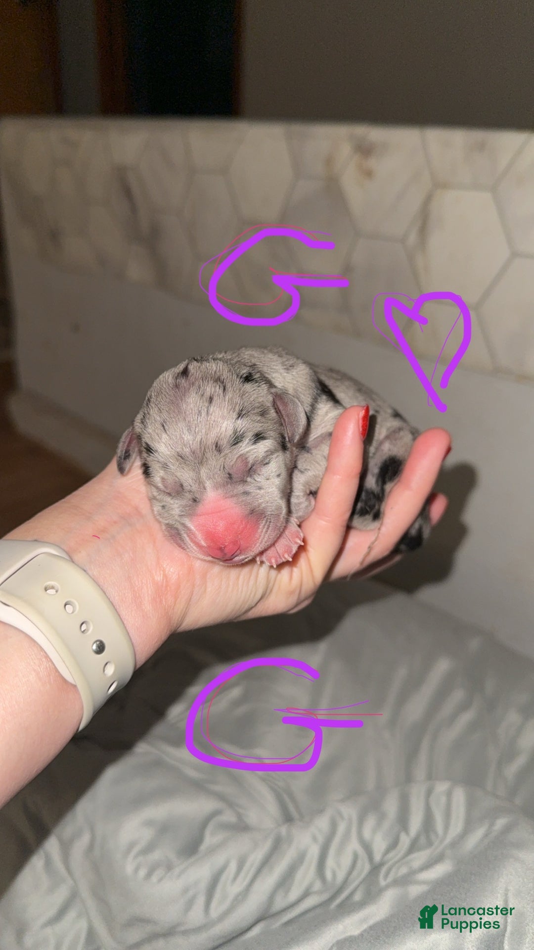 Great Dane dogs for sale: Great Dane Puppy 9 - Ad 1