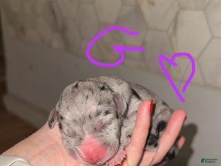 Great Dane dogs Great Dane Puppy 9 - Ad 38