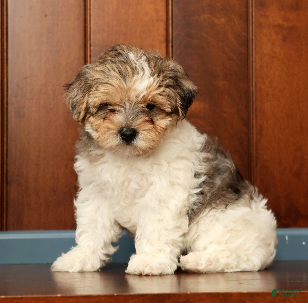 Yorkiepoo dogs Sadie - Ad 1