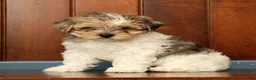Yorkiepoo dogs for sale: Sadie - Ad 1