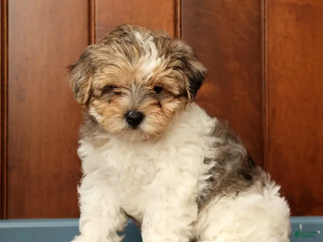 Yorkiepoo dogs for sale: Sadie - Ad 2