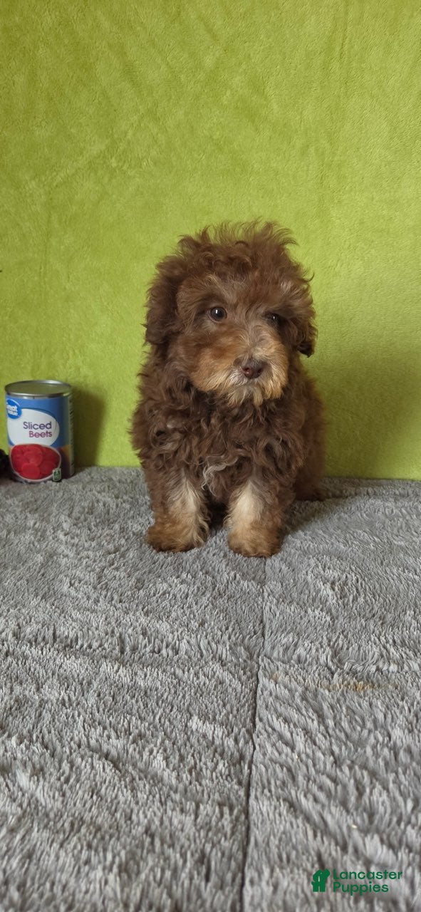 Miniature Poodle dogs Charlie - Ad 8