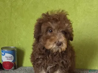 Miniature Poodle dogs for sale: Charlie - Ad 3