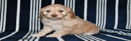 Cockapoo dogs for sale: Honey - Ad 3