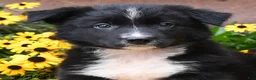 Border Collie dogs for sale: Bandit - Ad 5