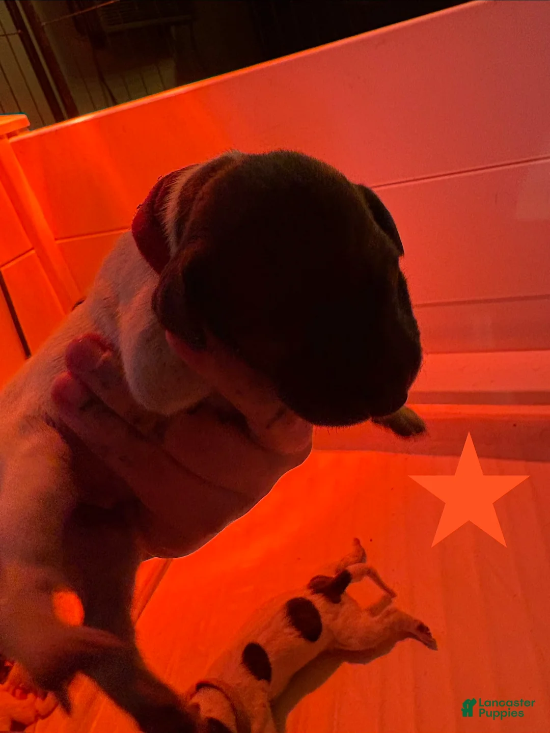 German Shorthaired Pointer dogs for sale: Junco - Ad 1