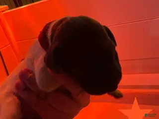 German Shorthaired Pointer dogs Junco - Ad 9