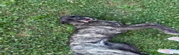 English Mastiff dogs for sale: Speckle - Ad 4