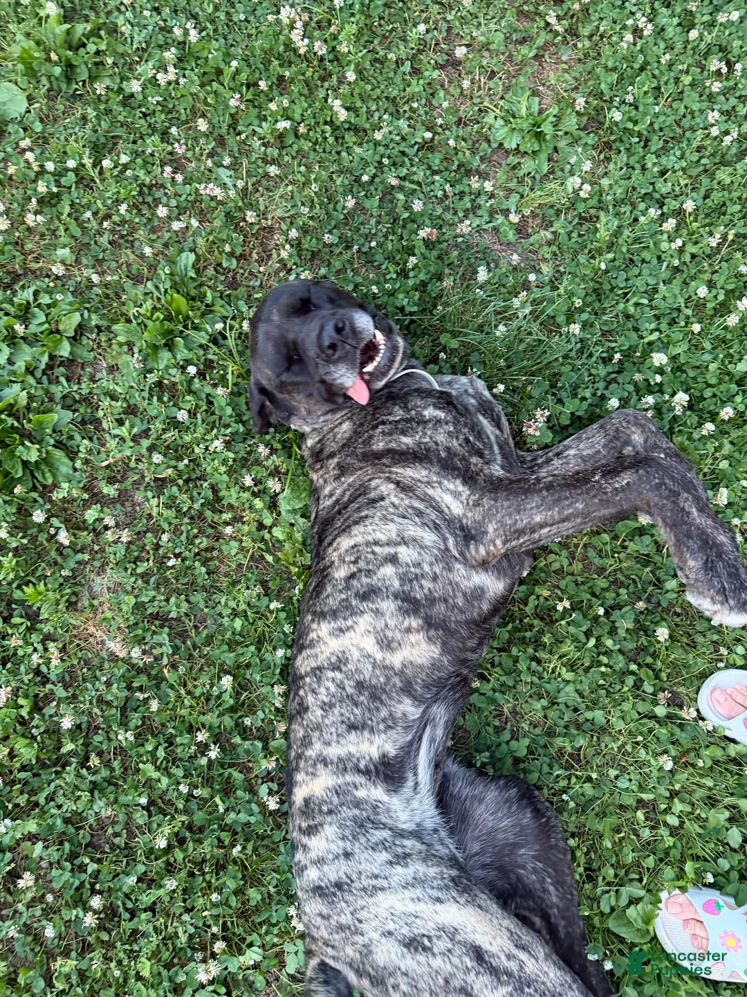 English Mastiff dogs for sale: Speckle - Ad 4