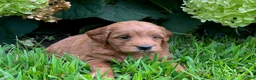 Mini Goldendoodle dogs for sale: Penny - Ad 3