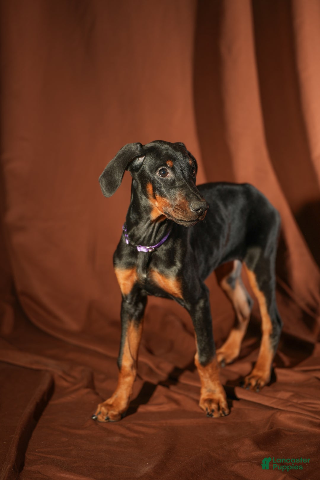 Doberman Pinscher dogs for sale: Purple - Ad 5