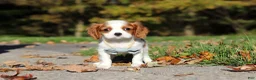 Cavalier King Charles Spaniel dogs for sale: Arlo - Ad 5