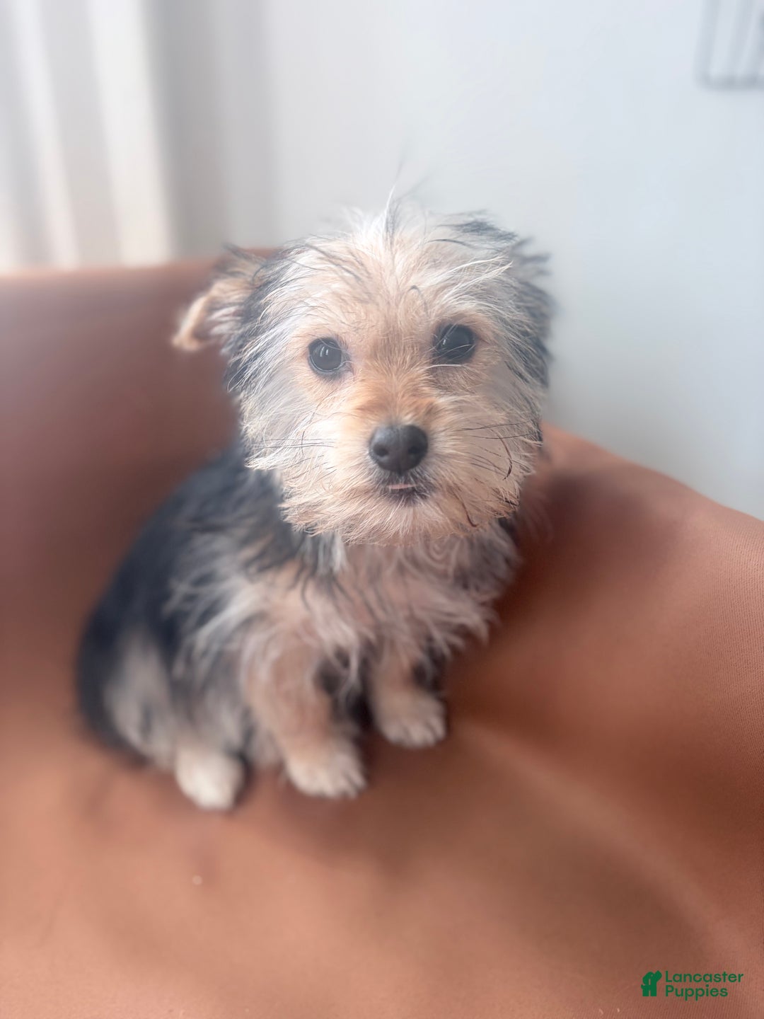 Morkie dogs for sale: Blue - Ad 1