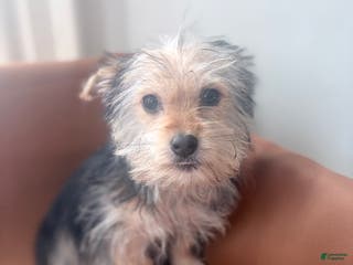 Morkie dogs Blue - Ad 22