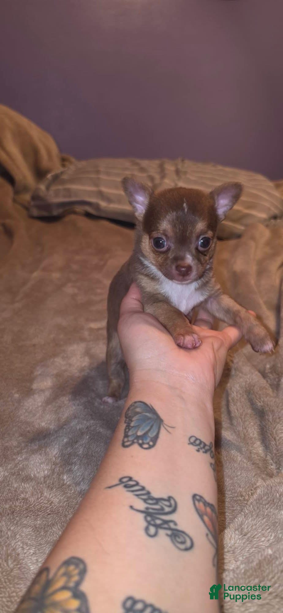 Chihuahua dogs Chihuahua Puppy 1 - Ad 2