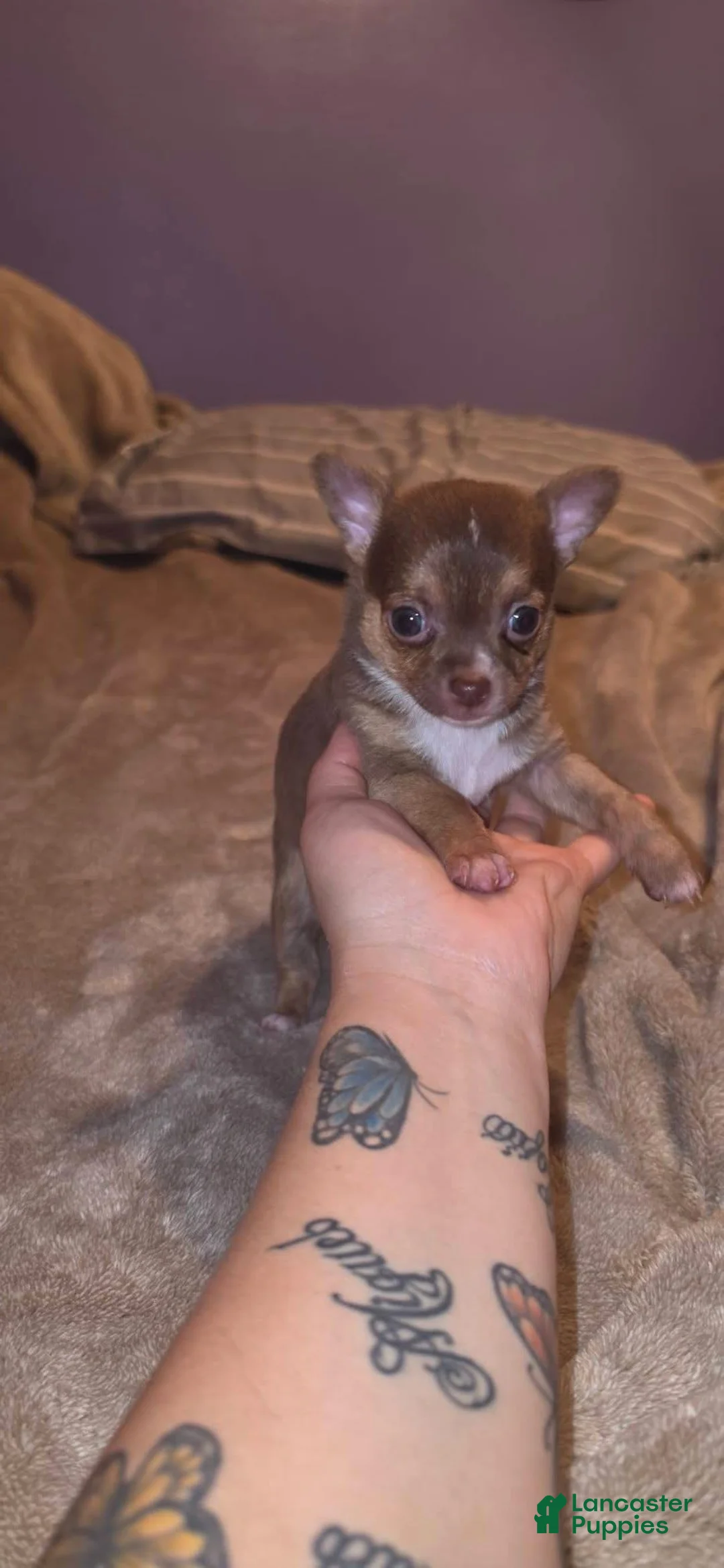 Chihuahua dogs for sale: Chihuahua Puppy 1 - Ad 2