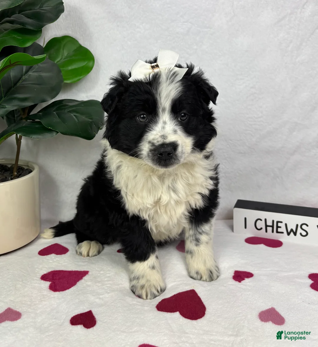 Mixed Breed dogs for sale: Millie - Ad 2