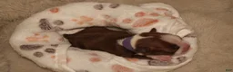 Boston Terrier dogs for sale: Autumn - Ad 2