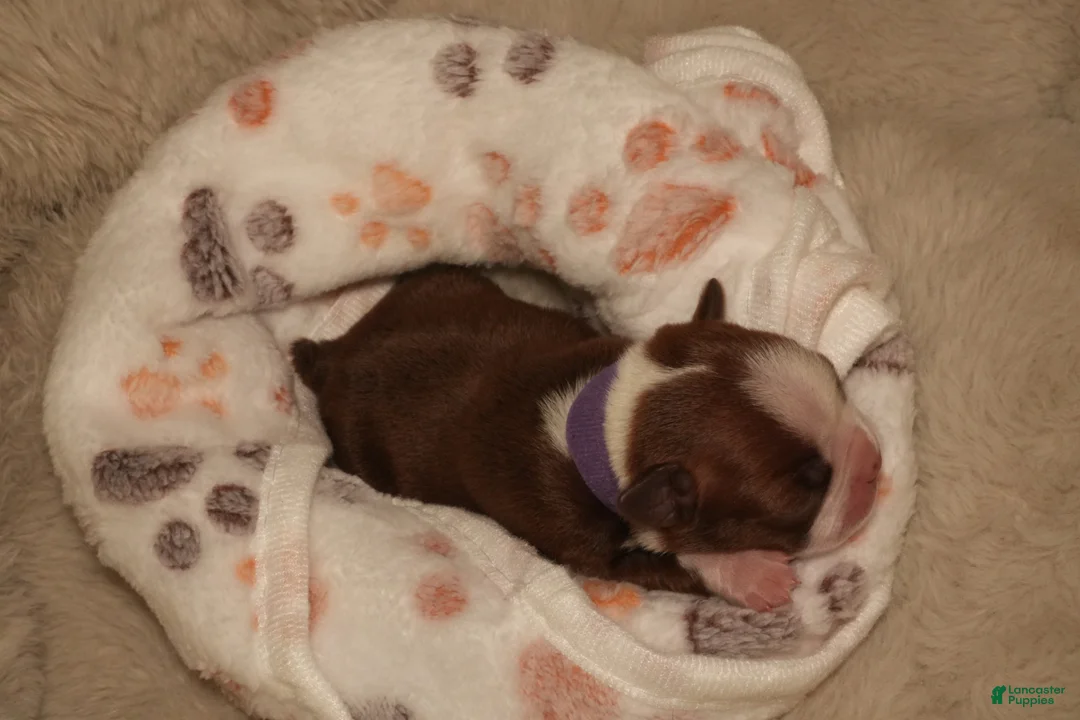 Boston Terrier dogs for sale: Autumn - Ad 2