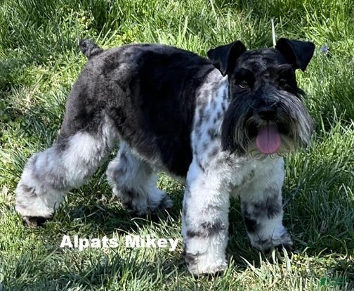 Miniature Schnauzer dogs Miniature Schnauzer 1 Red ID Boy - Ad 2