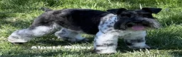 Miniature Schnauzer dogs for sale: Red ID Boy - Ad 9