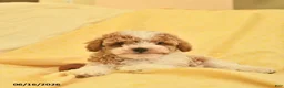Toy Poodle dogs for sale: Ranger  - Ad 4