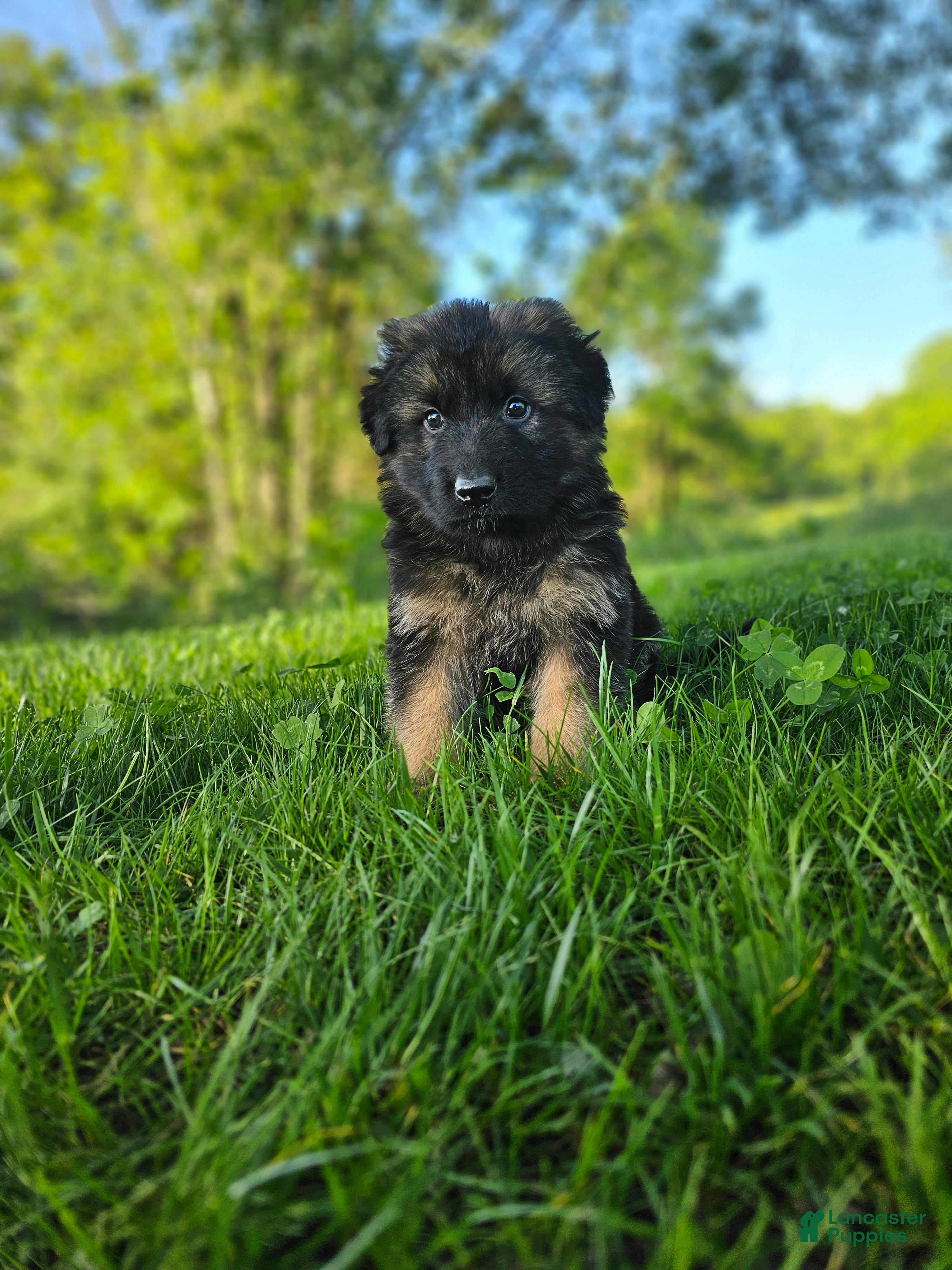 German Shepherd dogs Bruno  - Ad 1