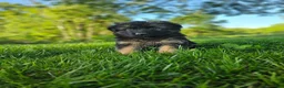 German Shepherd dogs for sale: Bruno  - Ad 1