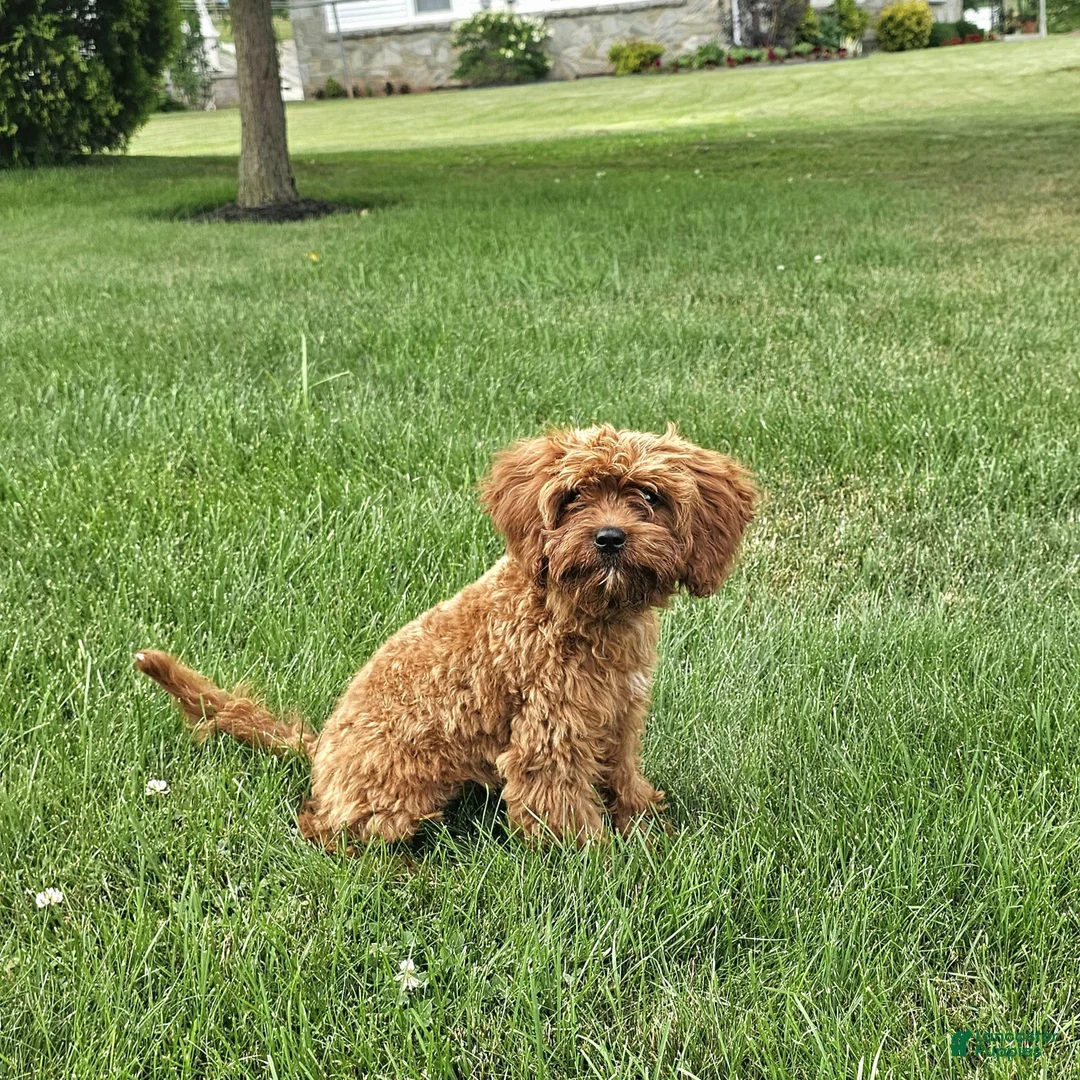Mini Goldendoodle dogs for sale: Reed - Ad 7
