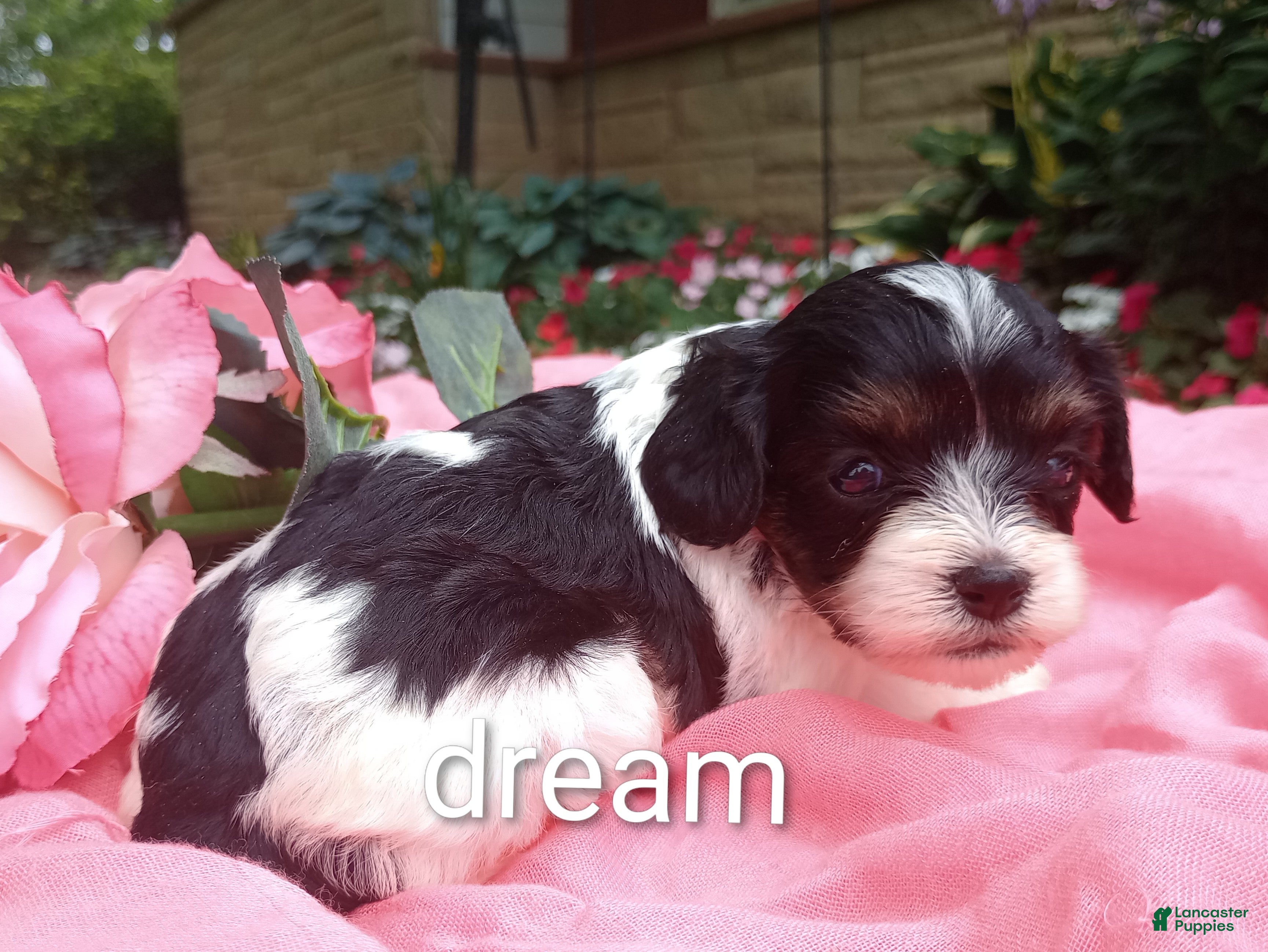 Cavapoo dogs Indy - Ad 2