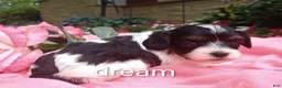 Cavapoo dogs for sale: Indy - Ad 2