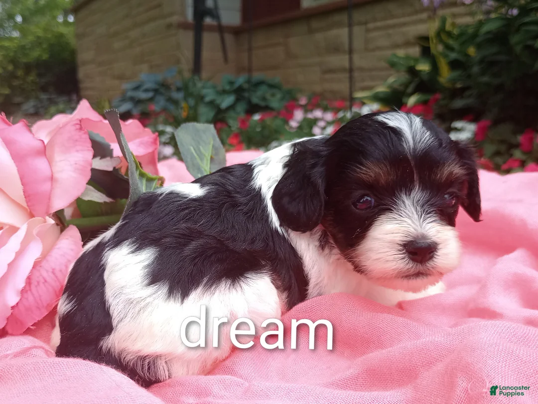 Cavapoo dogs for sale: Indy - Ad 2