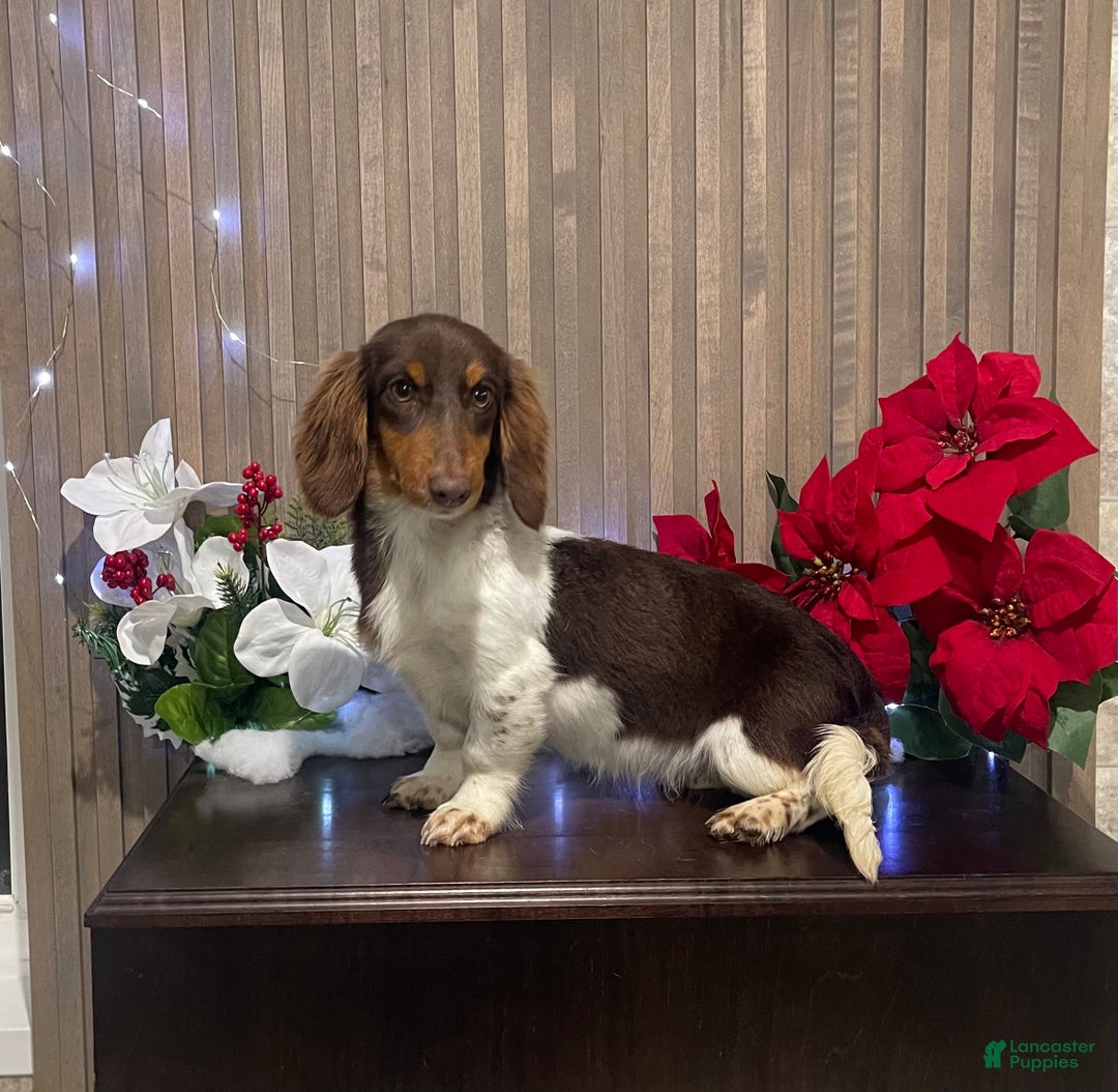 Miniature Dachshund dogs for sale: Miniature Dachshund Puppy 1 - Ad 3