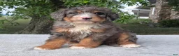 Bernedoodle dogs for sale: Tulip - Ad 4