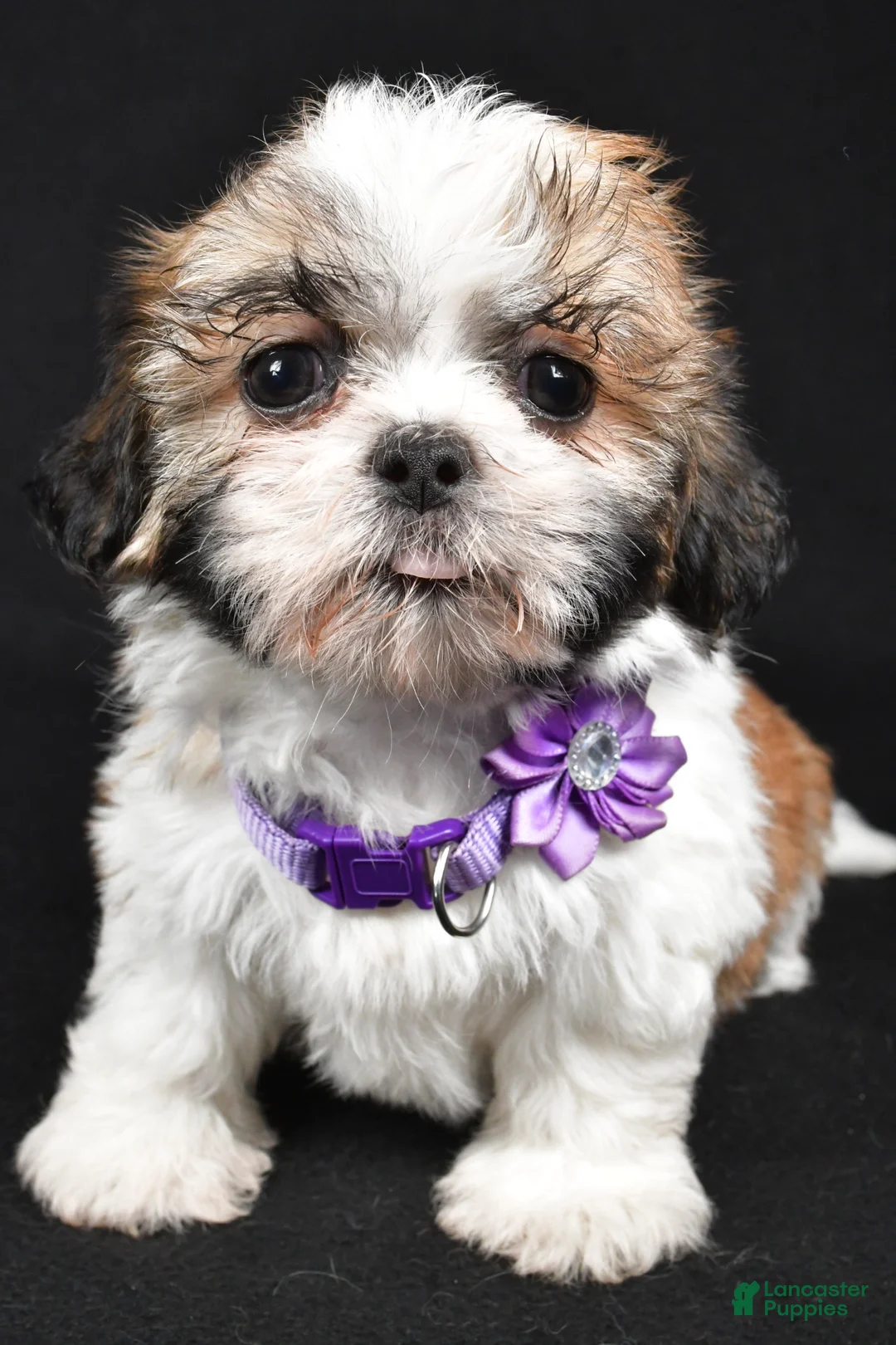 Shih Tzu dogs for sale: Sara - Ad 1