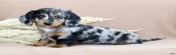 Miniature Dachshund dogs for sale: Leo - Ad 3