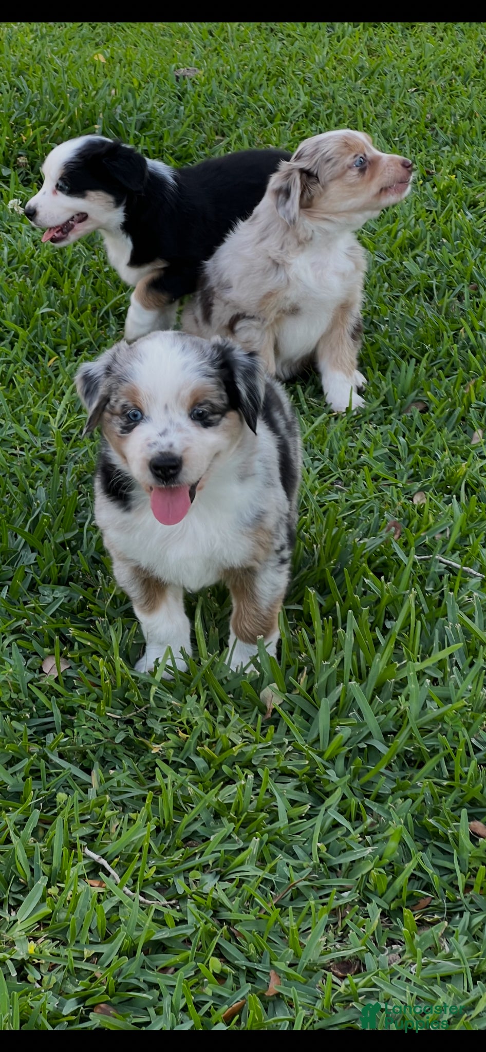 Australian Shepherd dogs Australian Shepherd Puppy 1 - Ad 1