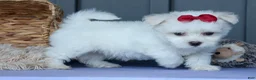 Maltese dogs for sale: OSCAR - Ad 10