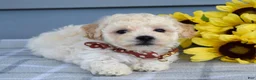 Bichpoo dogs for sale: Scotty - Ad 9