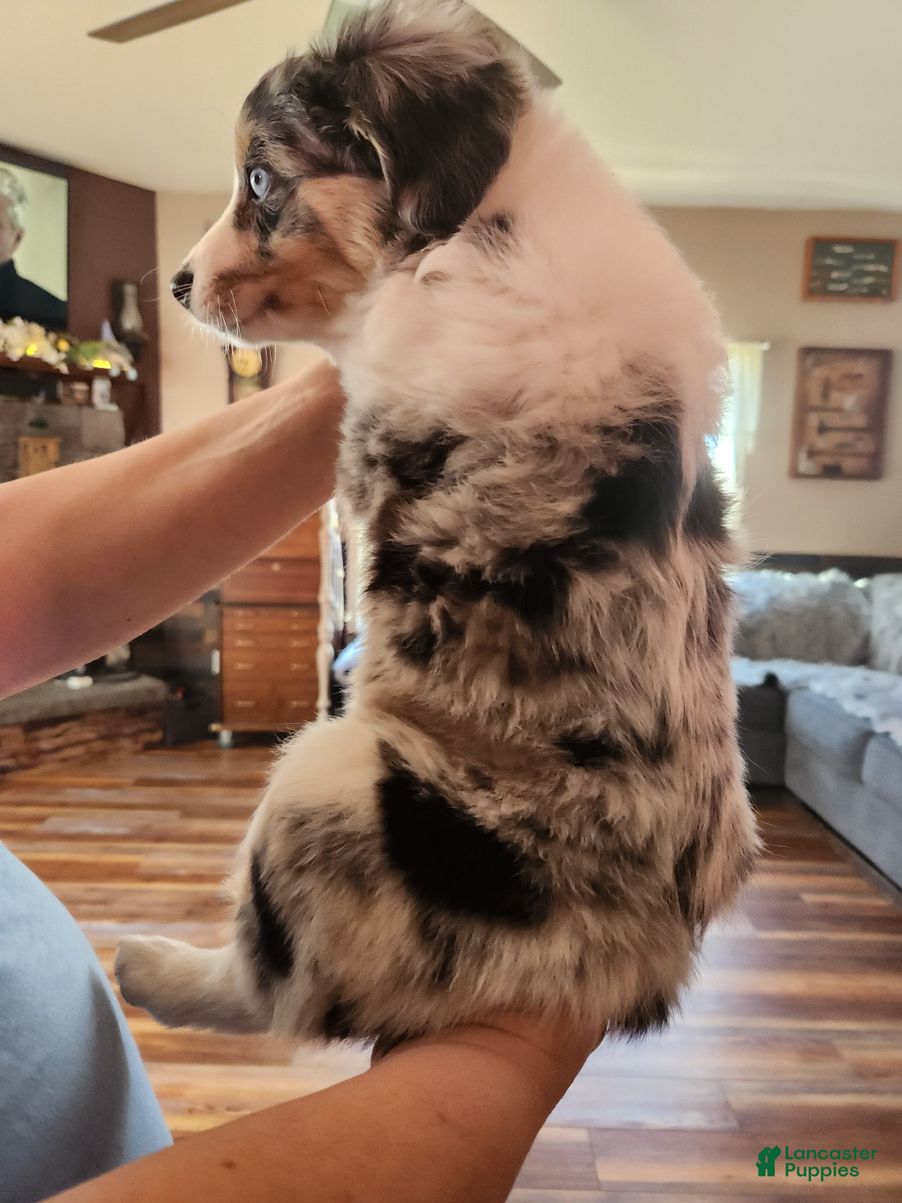 Miniature Australian Shepherd dogs Miniature Australian Shepherd Puppy 5 - Ad 5