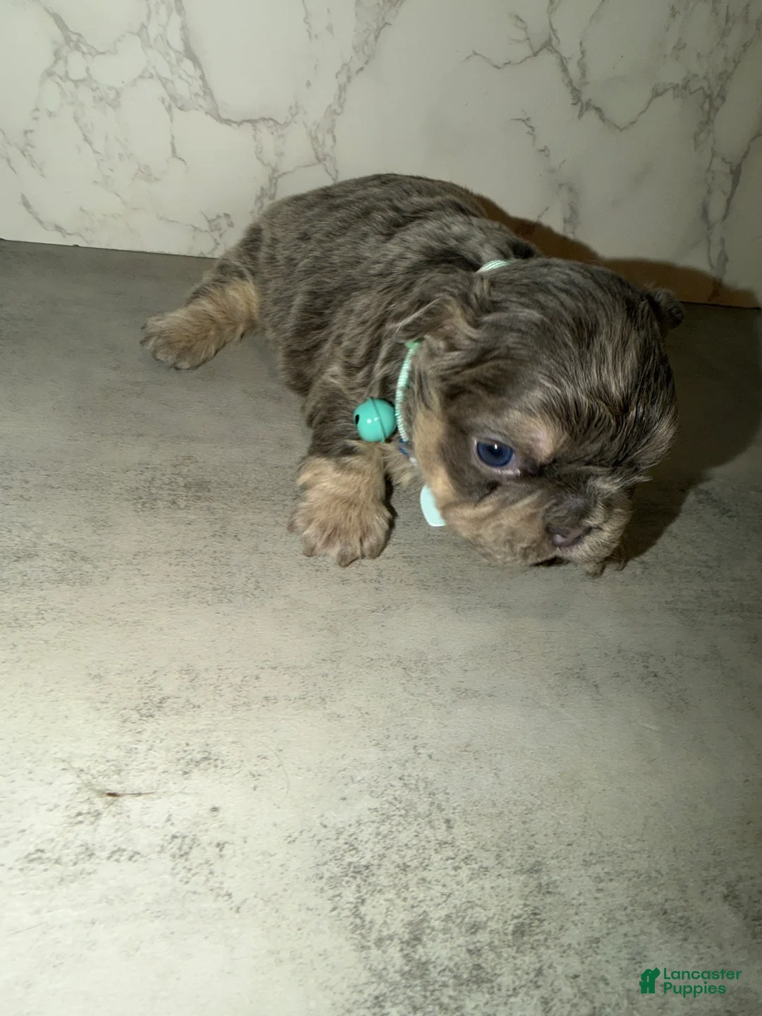 French Bulldog dogs for sale: Genius - Ad 5