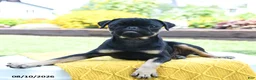 Pug dogs for sale: Bonnie - Ad 3