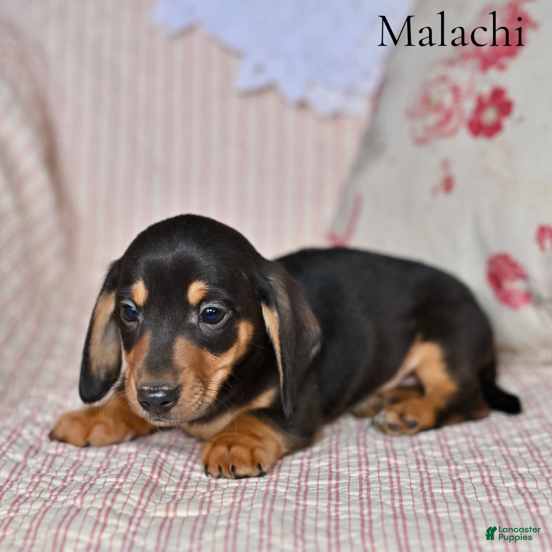 Miniature Dachshund dogs for sale: Malachi - Ad 3