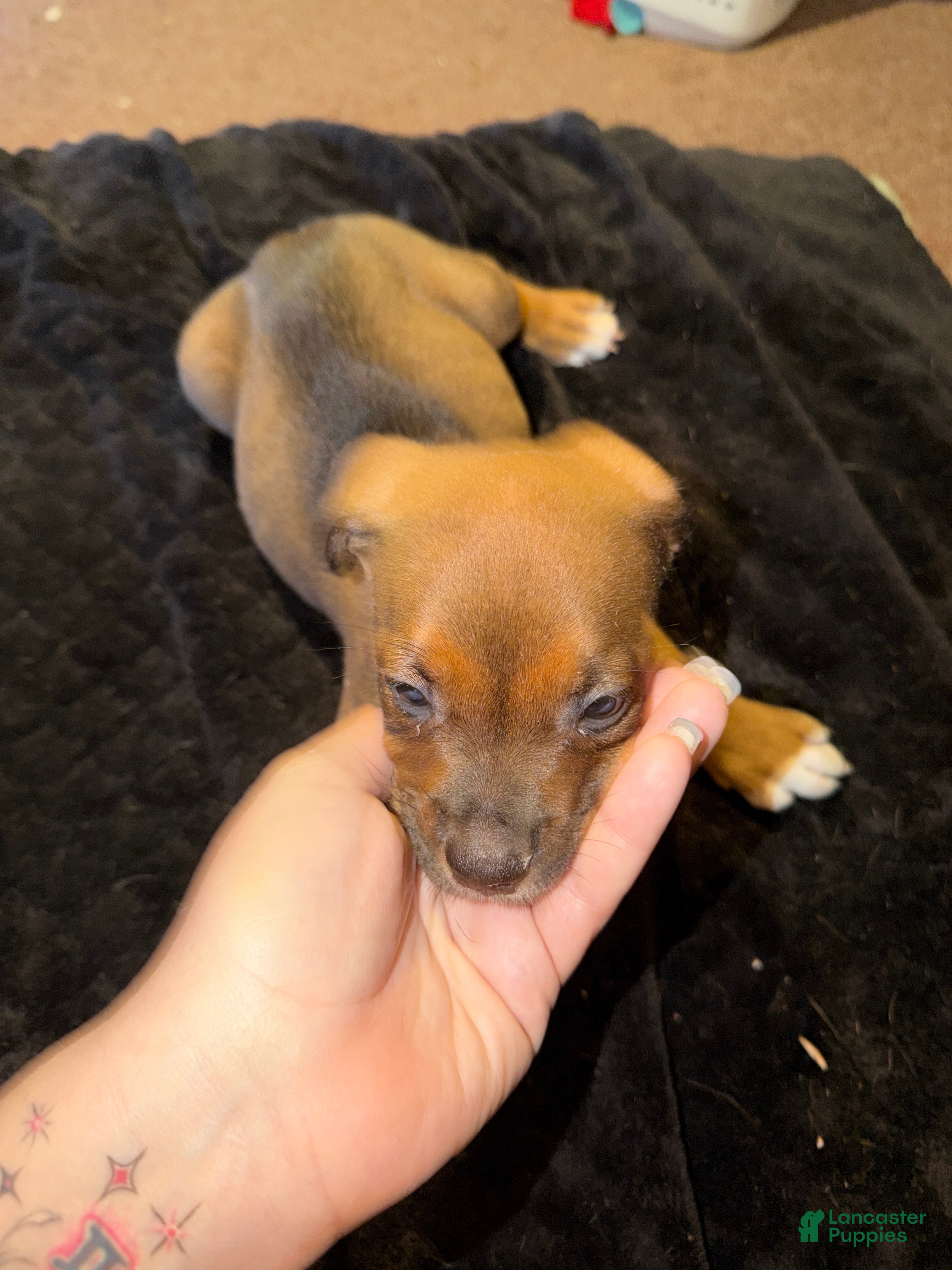 Mixed Breed dogs Mixed Breed 6 - Ad 13