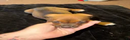 Mixed Breed dogs for sale: Mixed Breed 6 - Ad 1